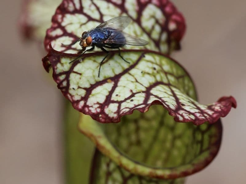 Macrofotografie