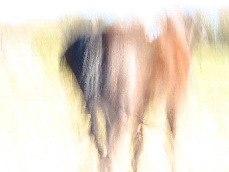 Camera Movement